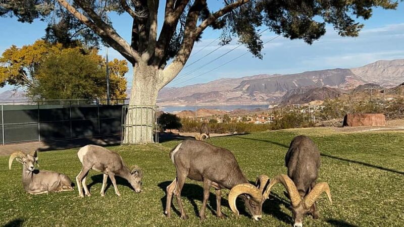 Boulder City: Hemenway Park Guided Tour - Practical Details: Logistics and Preparation