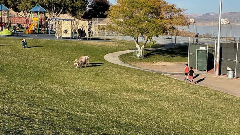 Boulder City: Hemenway Park Guided Tour - Comparing This Tour to Similar Experiences