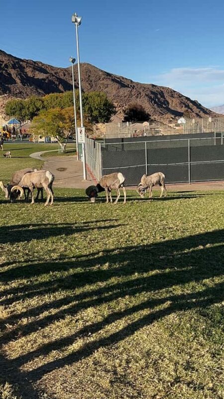 Boulder City: Hemenway Park Guided Tour - Who Will Appreciate This Tour Most