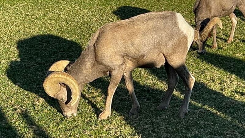 Boulder City: Hemenway Park Guided Tour - Final Thoughts on the Boulder City Hemenway Park Guided Tour
