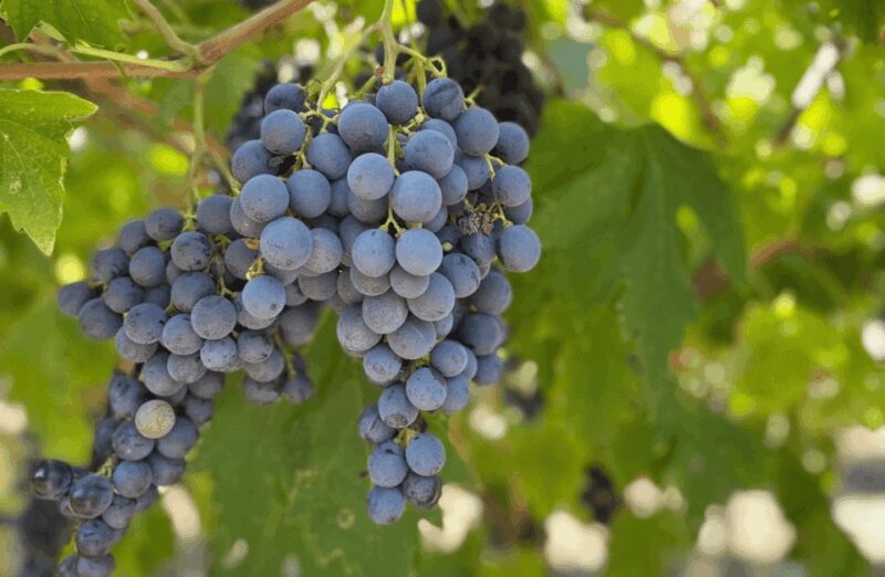 Boutique Winery Tour & Tasting in Valpolicella - Practical Details: Meeting Point and Accessibility