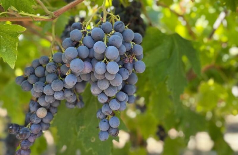 Boutique Winery Tour & Tasting in Valpolicella - Pricing, Cancellation, and Booking Flexibility