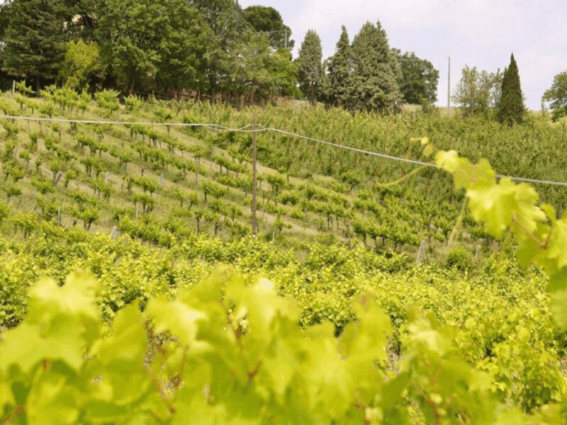 Boutique Winery Tour with Wine Tasting & Food in Bologna - Why This Tour Stands Out in Emilia-Romagna