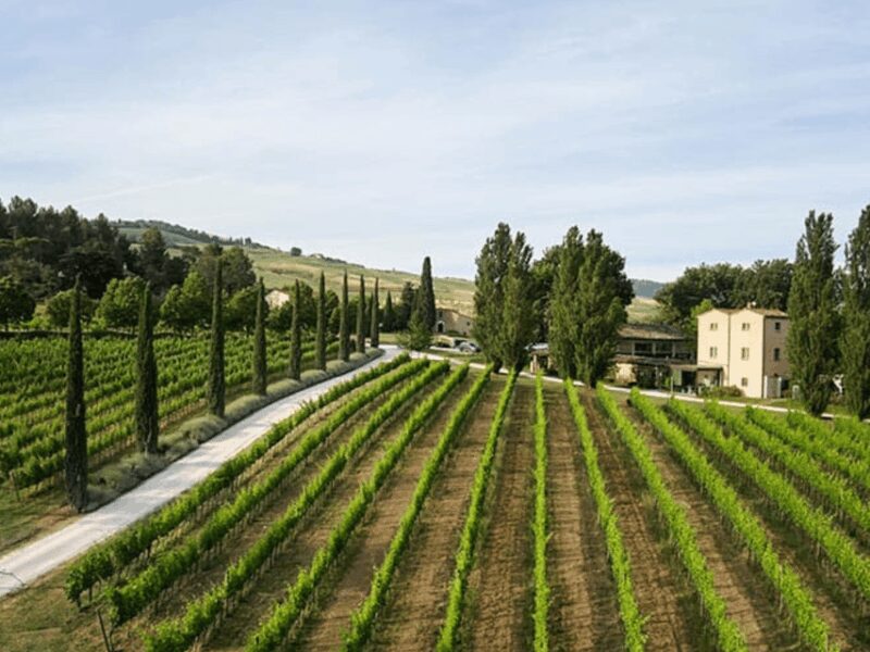 Boutique Winery Visit & 5 Organic Wine Tastings near Urbino - Discover the Charm of Organic Wines at a Boutique Winery Near Urbino