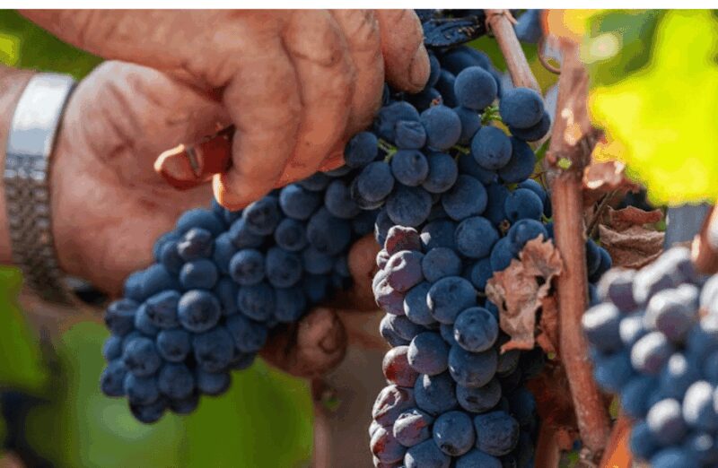 Boutique Winery Visit & Tasting near Rome - Meeting Point and Logistics in Ardea