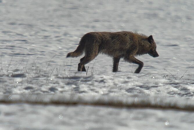 Bozeman Winter Wildlife Safari, Lamar Valley, Burrito and Lunch - Roosevelt Arch: A Historic Gateway