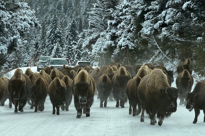 Bozeman Winter Wildlife Safari, Lamar Valley, Burrito and Lunch - Undine Falls: A Graceful Winter Cascade