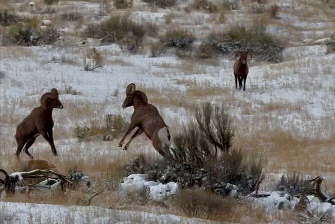 Bozeman Winter Wildlife Safari, Lamar Valley, Burrito and Lunch - Expert Guides and Equipment: Ensuring the Best Experience