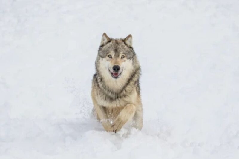Bozeman: Yellowstone Wolves and Winter 4Day/3Night Adventure - An In-Depth Look at the Yellowstone Wolves and Winter 4Day/3Night Adventure