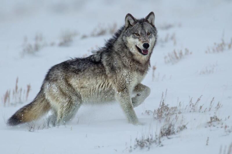 Bozeman: Yellowstone Wolves and Winter 4Day/3Night Adventure - Wildlife Viewing Opportunities and Equipment Provided