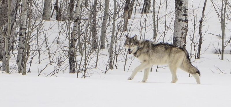 Bozeman: Yellowstone Wolves and Winter 4Day/3Night Adventure - Pricing Value and Overall Experience