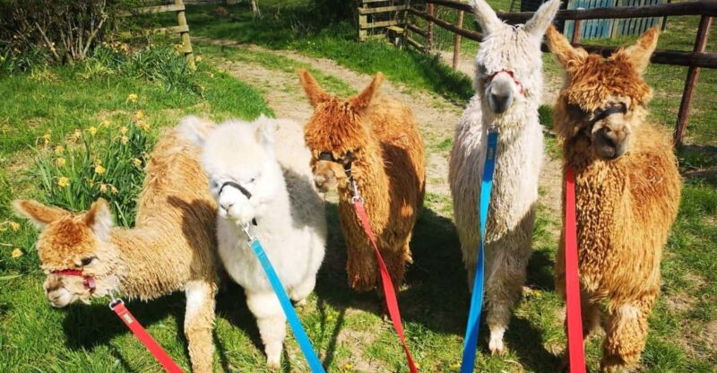 Brackenfield: Alpaca Trek - Discover the Charm of Brackenfield Alpaca Trek in Derbyshire
