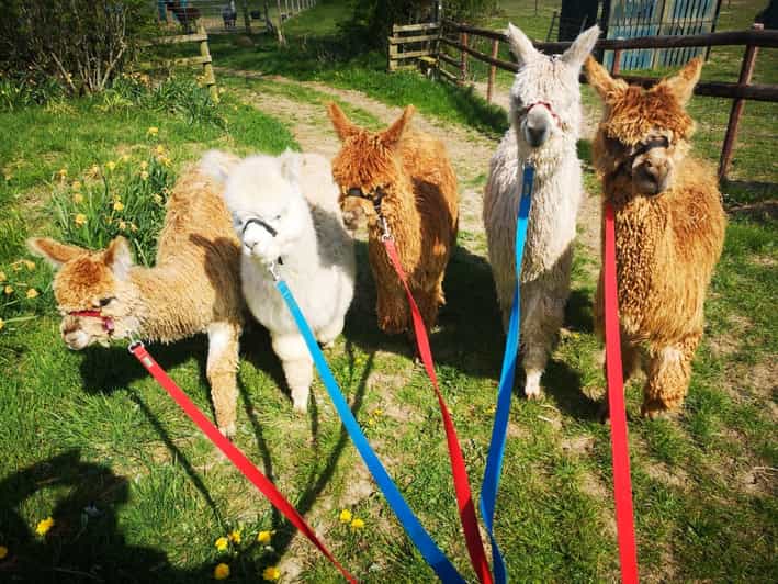 Brackenfield: Alpaca Trek - Key Points