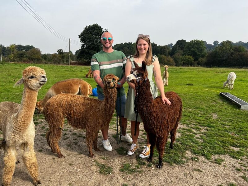 Brackenfield: Alpaca Trek - Why This Tour Stands Out