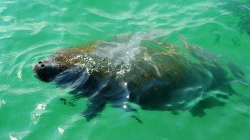 Bradenton: Anna Maria Island Guided Kayaking Manatee Tour - Experience the Magic of Wild Manatees on a Guided Kayak Tour in Bradenton