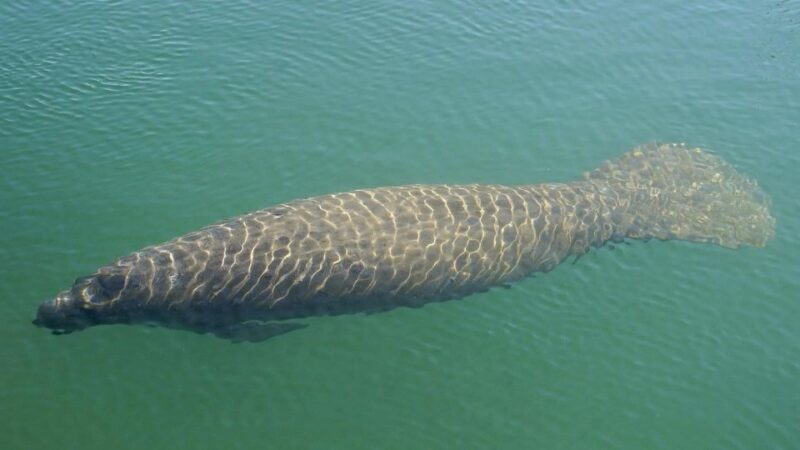 Bradenton: Anna Maria Island Guided Kayaking Manatee Tour - Key Points