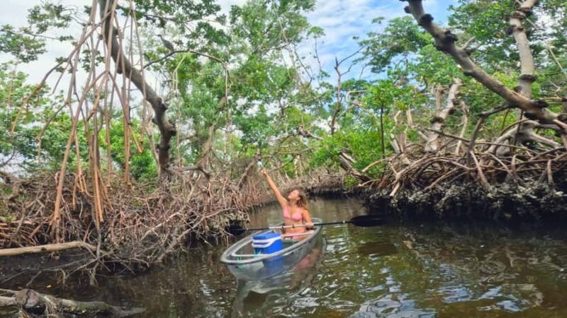 Bradenton: Clear Kayak Mangrove Tunnel Eco Tour - How the Guided Tour Explains the Ecosystem