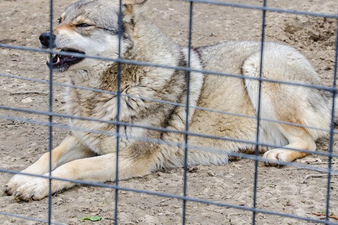 Bran Castle, Bear Sanctuary, and Rasnov Fortress Half Day Tour - Who Will Appreciate This Tour?