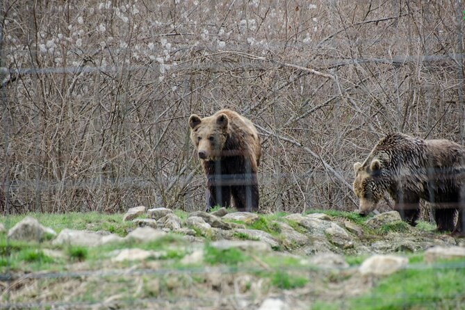 Bran Castle, Bear Sanctuary, and Rasnov Fortress Half Day Tour - Limitations and Considerations