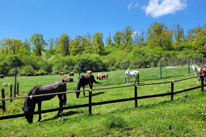 Bran Castle & Bear Sanctuary from Brasov - Optional Peles Castle - Visiting the Libearty Bear Sanctuary in Zarnesti