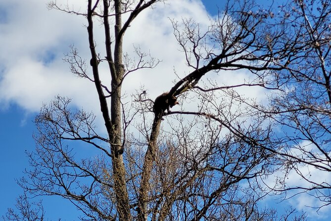 Bran Castle & Bear Sanctuary from Brasov - Optional Peles Castle - The Role of the Tour Guides and Small-Group Experience