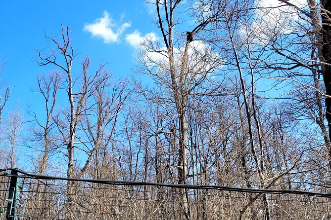 Bran Castle & Bear Sanctuary from Brasov - Optional Peles Castle - Practical Details and Booking Considerations