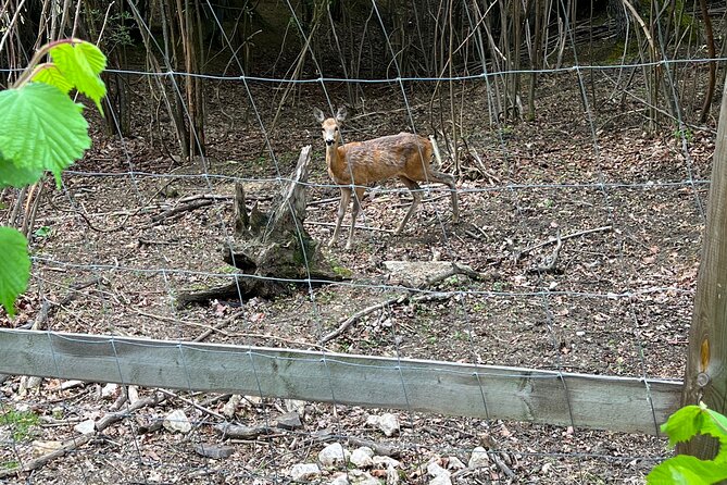 Bran (Dracula) Castle, Bear Sanctuary, Rasnov Fortress & Palinca Distillery - Romanian Palinca: Tasting and Behind-the-Scenes at a Distillery