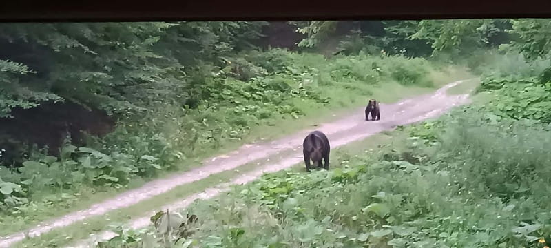 Braov: 4-Hour Bear Watching Tour in Carpathian Mountains - Unique Opportunity for Close Encounters with Wild Bears Near Braov