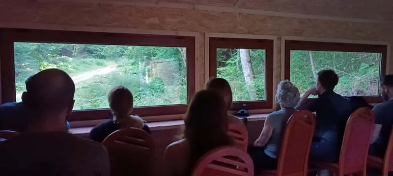 Braov: 4-Hour Bear Watching Tour in Carpathian Mountains - Practical Tips for a Successful Bear Watching Trip