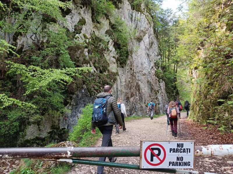 Braov: Private Piatra Craiului Hike to Curmatura Cabin - Discovering Piatra Craiului National Park’s Forest Trails