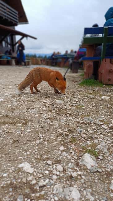 Braov: Private Piatra Craiului Hike to Curmatura Cabin - Physical Requirements and Accessibility