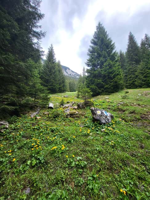 Braov: Private Piatra Craiului Hike to Curmatura Cabin - Why Choose SafeHikes’ Guided Experience