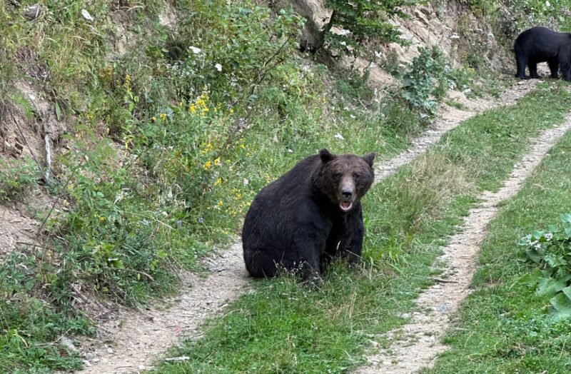 Brasov: Bear Watching in the Wild (From a Hideout) - Discover the Unique Charm of Brasov’s Bear Watching Tour