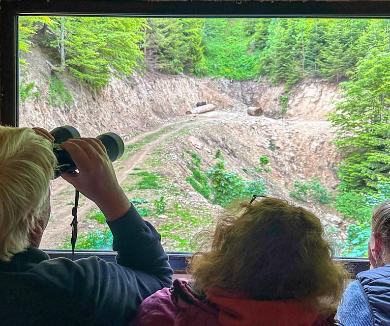 Brasov: Bear Watching in the Wild (From a Hideout) - Key Points