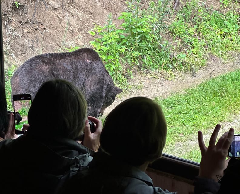 Brasov: Bear Watching in the Wild (From a Hideout) - The Convenience of the Forest Hideout Location