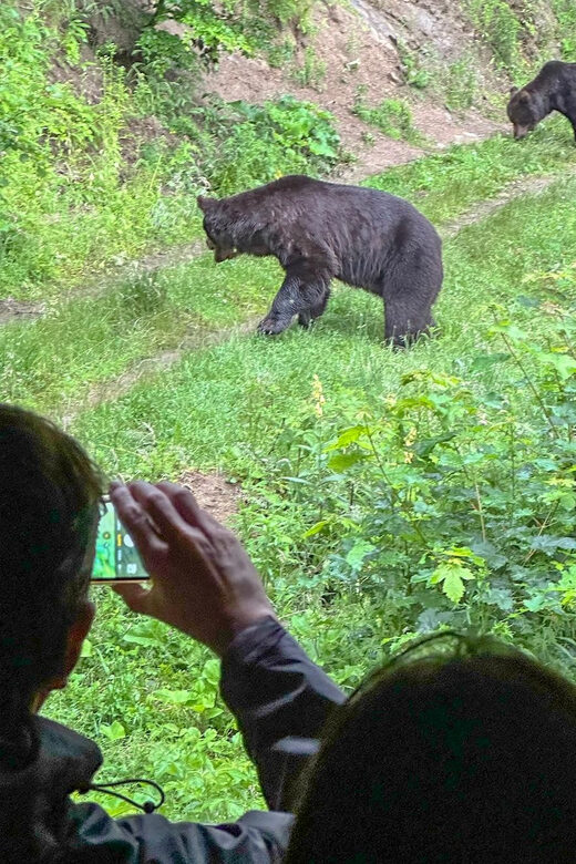 Brasov: Bear Watching in the Wild (From a Hideout) - Watching Brown Bears in Their Natural Habitat