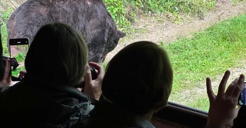 Brasov: Bear Watching in the Wild (From a Hideout) - Practical Details: Logistics and Pacing