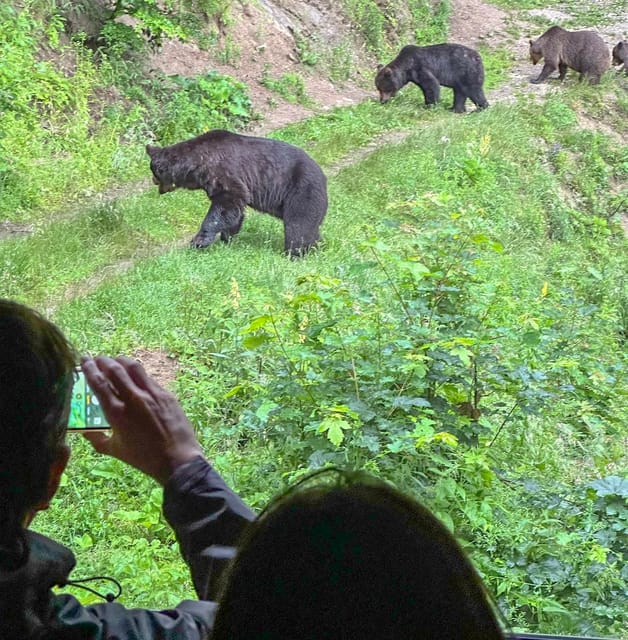 Brasov: Bear Watching in the Wild (From a Hideout) - What Sets This Tour Apart from Others