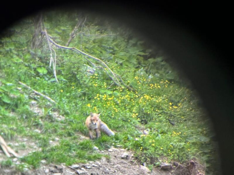 Brasov: Bear Watching in the Wild (From a Hideout) - Limitations and Considerations