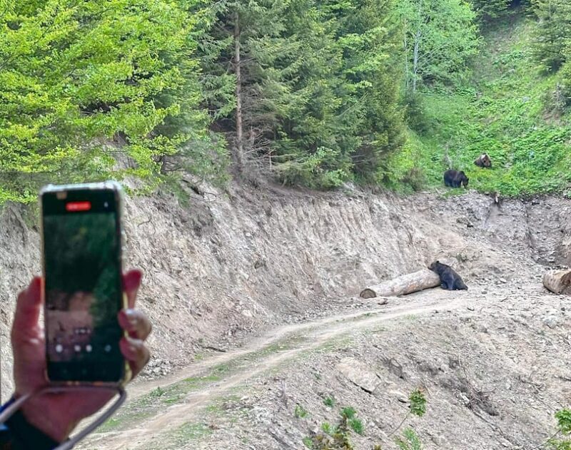 Brasov: Bear Watching in the Wild (From a Hideout) - Why Wildlife Enthusiasts Will Appreciate This Tour