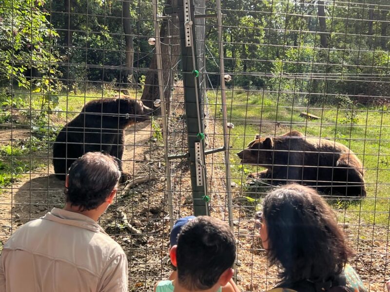 Brasov: Bran Castle, Bear Sanctuary, Rasnov (Peles Optional) - Highlights from Past Experiences and Guide Excellence