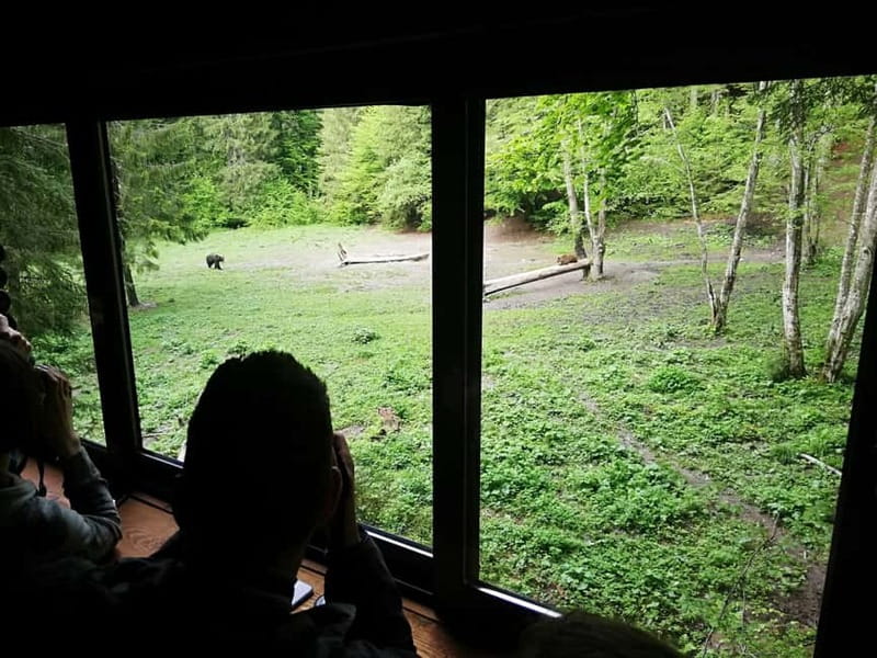 Brasov: Brown Bear & Wildlife Watching - Key Points
