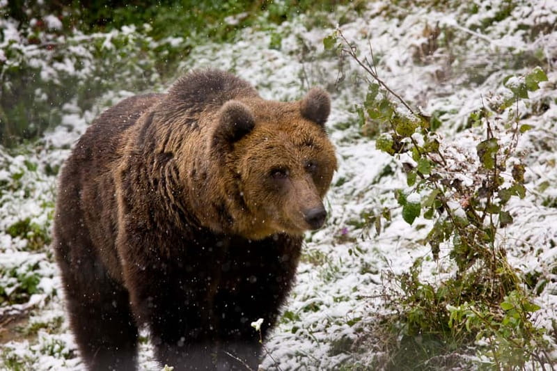 Brasov: Brown Bear & Wildlife Watching - How Wildlife Spotting Works in the Carpathians