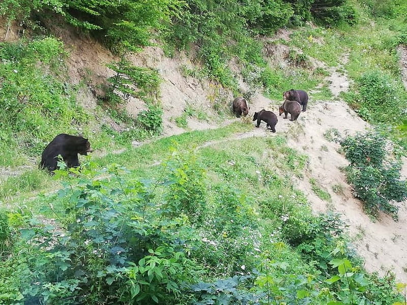 Brasov: Brown Bear & Wildlife Watching - What to Wear and Bring for a Better Experience