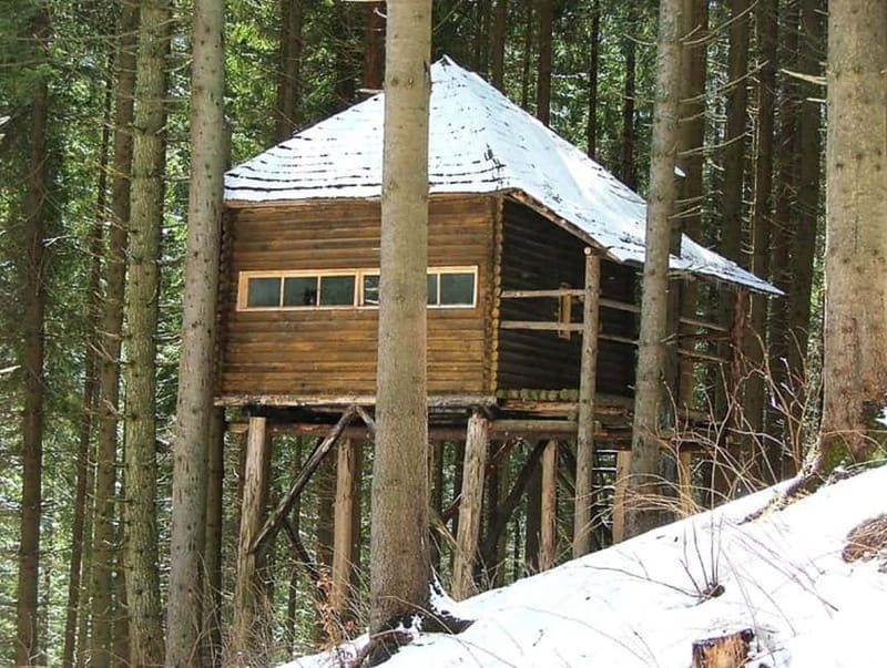 Brasov: Brown Bear & Wildlife Watching - The Overall Experience and Expectations