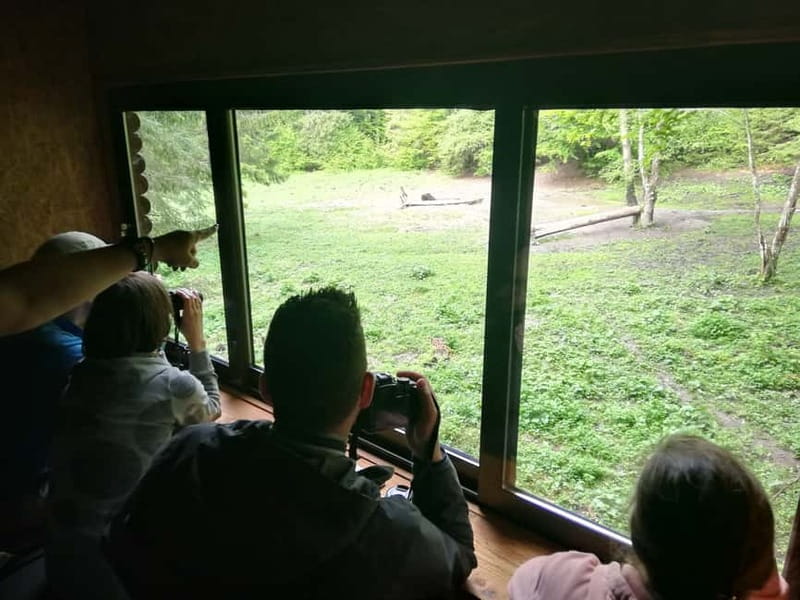 Brasov: Brown Bear & Wildlife Watching - Limitations and Considerations for Participants