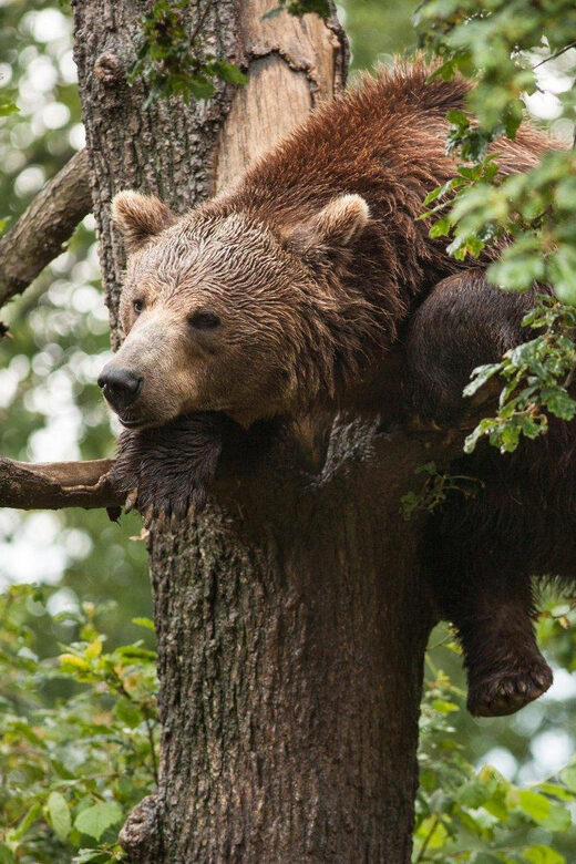Brasov: Libearty Bear Sanctuary - Key Points