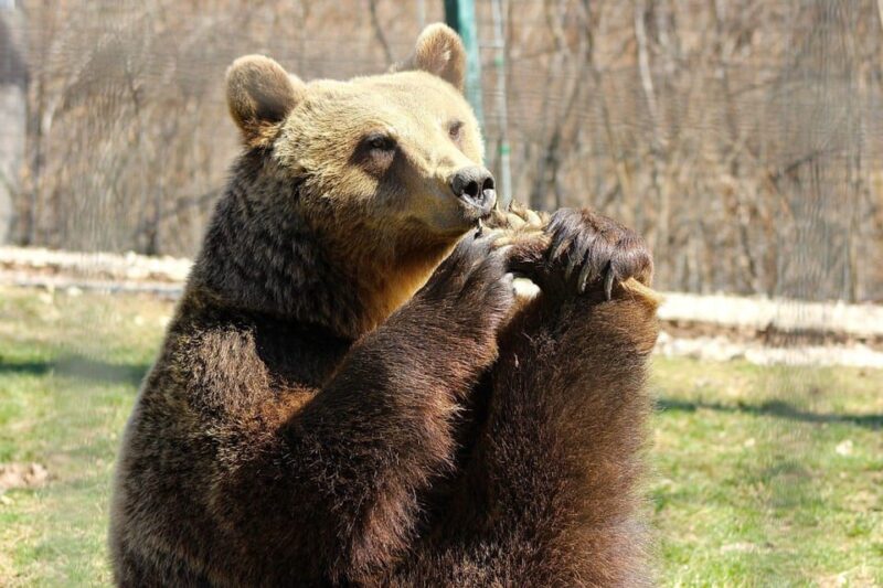 Brasov: Libearty Bear Sanctuary - What Guides Share About the Sanctuary’s Mission