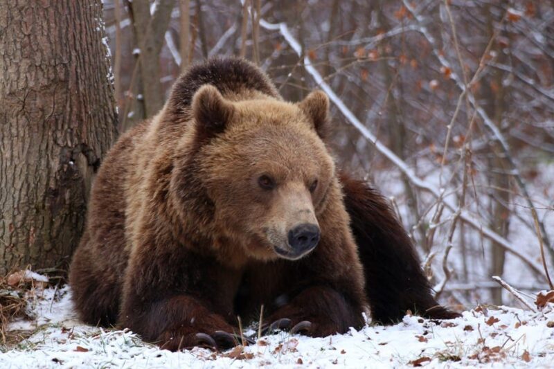 Brasov: Libearty Bear Sanctuary - Practicalities: Logistics and Comfort