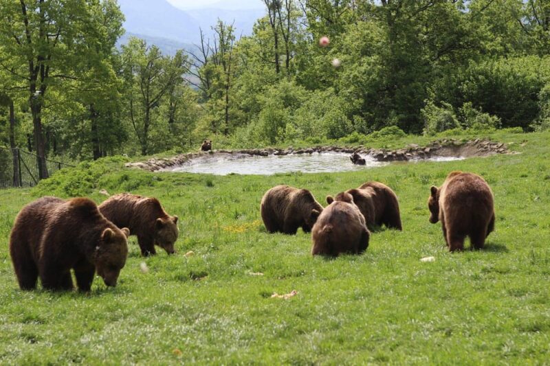 Brasov: Libearty Bear Sanctuary - Highlights of the Guided Tour Experience